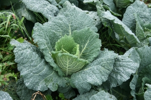 suzy Savoy_Cabbage