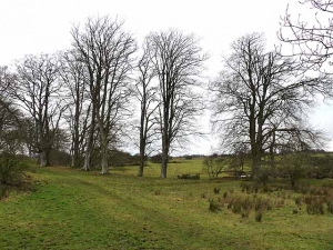 winter trees